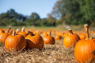 PUMPKIN: NEW STRENGTH FROM ONE OF THE WORLD'S OLDEST CROPS